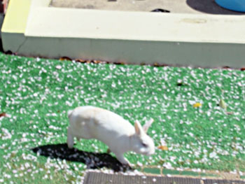 ウサギの画像1